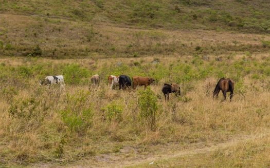 Finca en Imués – El Sauce